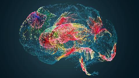 Brain with activity highlighted in color